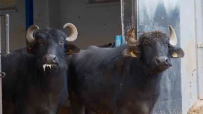 Anadolu mandası ile Murrah ırkının melezlenmesiyle geliştirilen "Murana" ırkı, süt