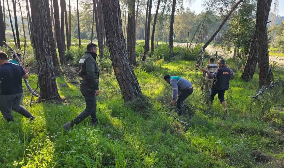 Muğla'da yol temizliği sırasında elde edilen basralı dallar, Marmaris'teki ormanlara