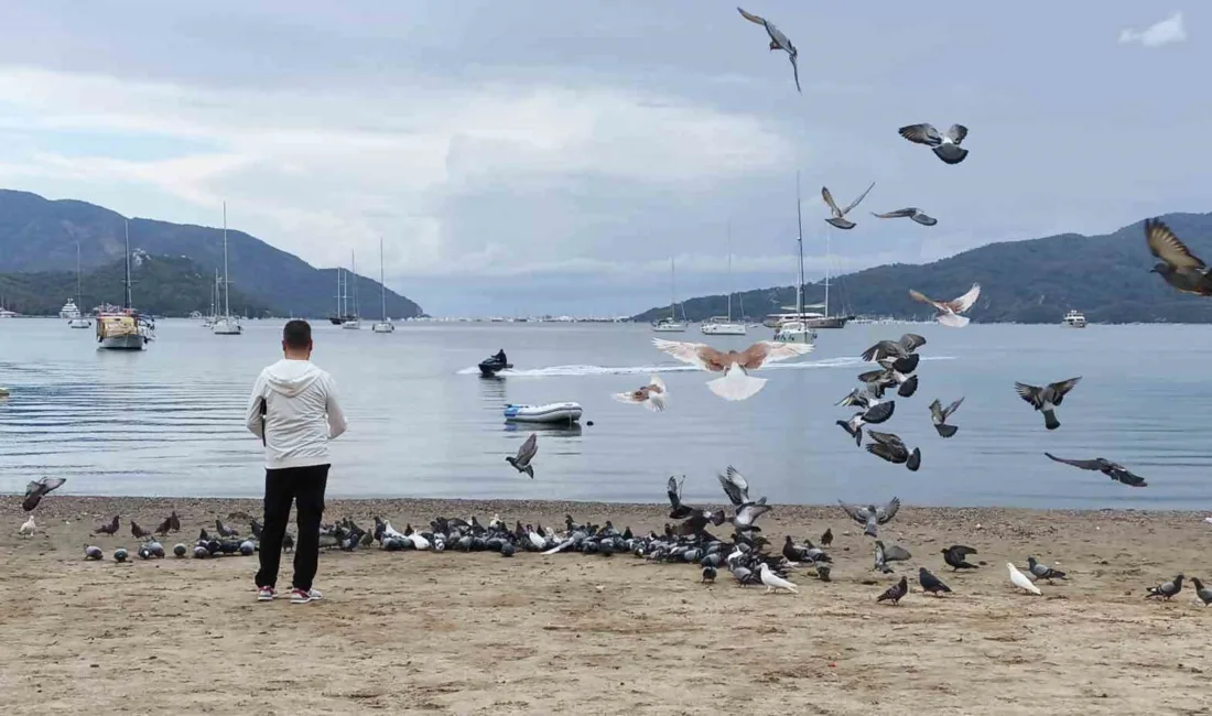 Marmaris Halk Plajı'nı mesken tutan güvercin sürüsü, kış güneşinde sahilde