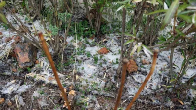 Menteşe'de akşam saatlerinde etkili olan sağanak ve dolu yağışı özellikle