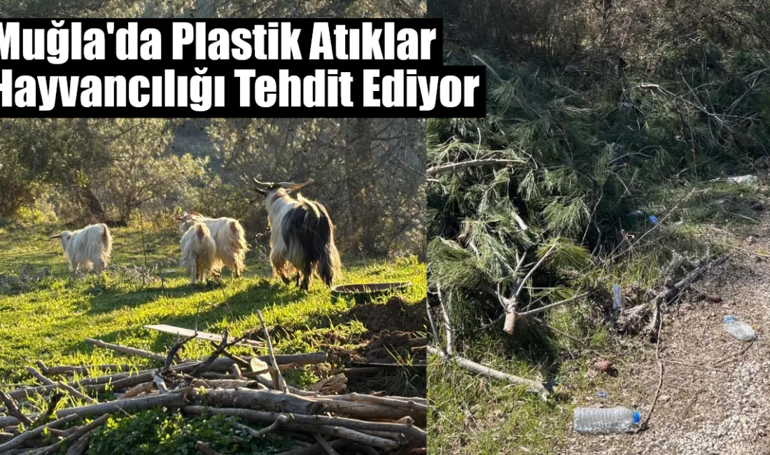 Menteşe Yerkesik'te yapılan saha çalışması, plastik kirliliği ve kuraklığın mera