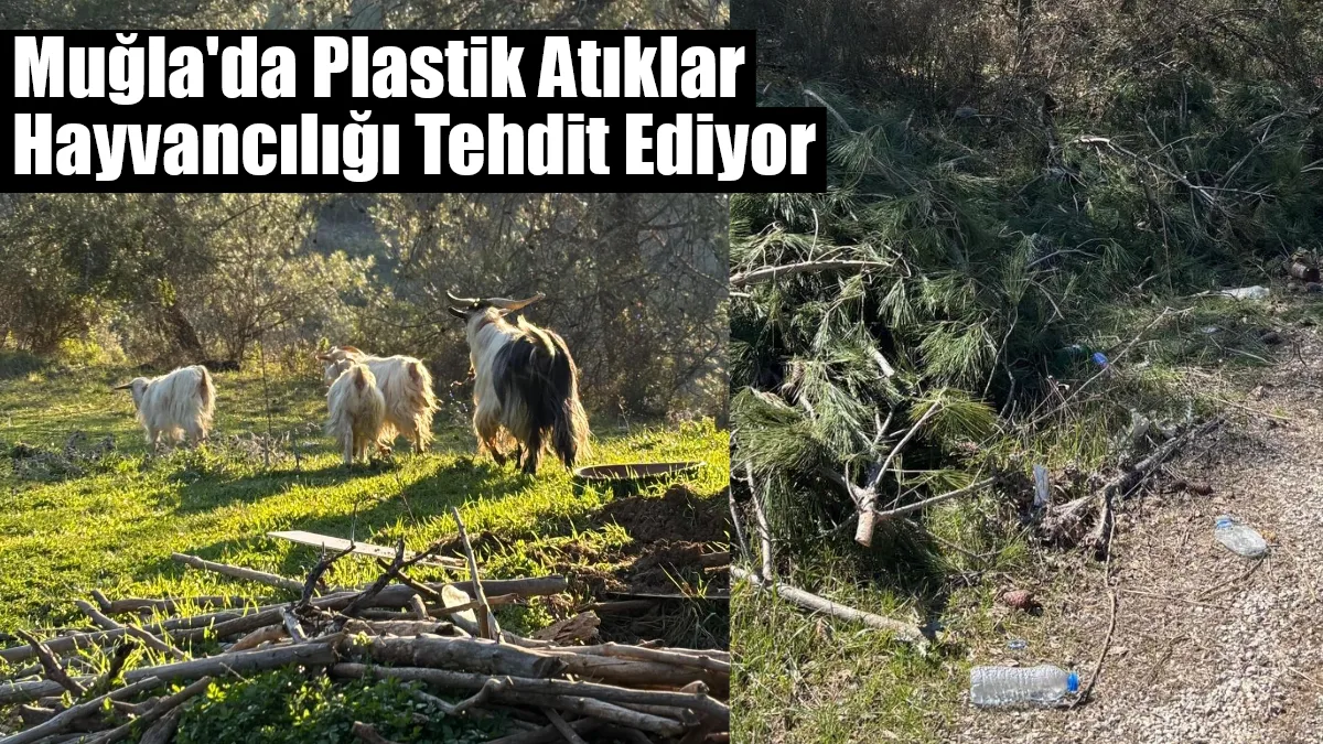 Menteşe Yerkesik'te yapılan saha çalışması, plastik kirliliği ve kuraklığın mera