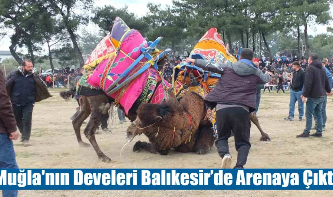  Şap hastalığı nedeniyle sezonun büyük bölümü yapılamayan deve güreşleri, Balıkesir’in