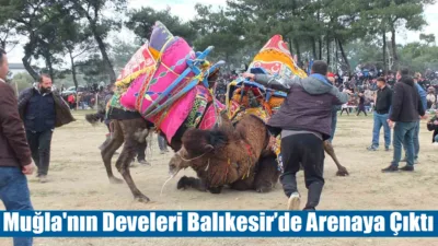  Şap hastalığı nedeniyle sezonun büyük bölümü yapılamayan deve güreşleri, Balıkesir’in