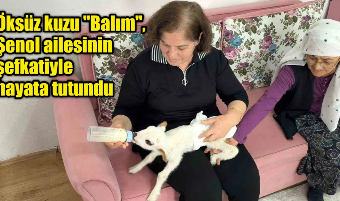 Muğla Menteşe'de Şenol ailesi, annesiz ve kardeşsiz kalan 'Balım' isimli