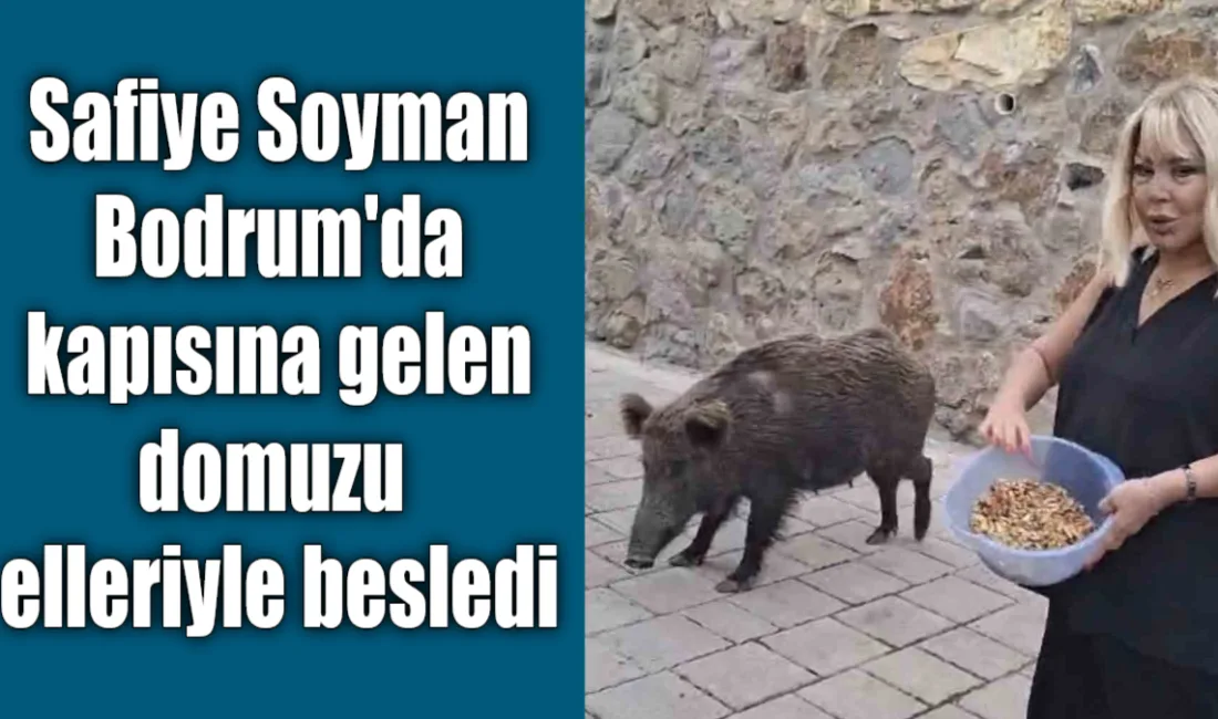 Ünlü sanatçı Safiye Soyman, Bodrum'daki evinin kapısına gelen yaban domuzunu