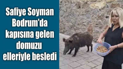 Ünlü sanatçı Safiye Soyman, Bodrum'daki evinin kapısına gelen yaban domuzunu
