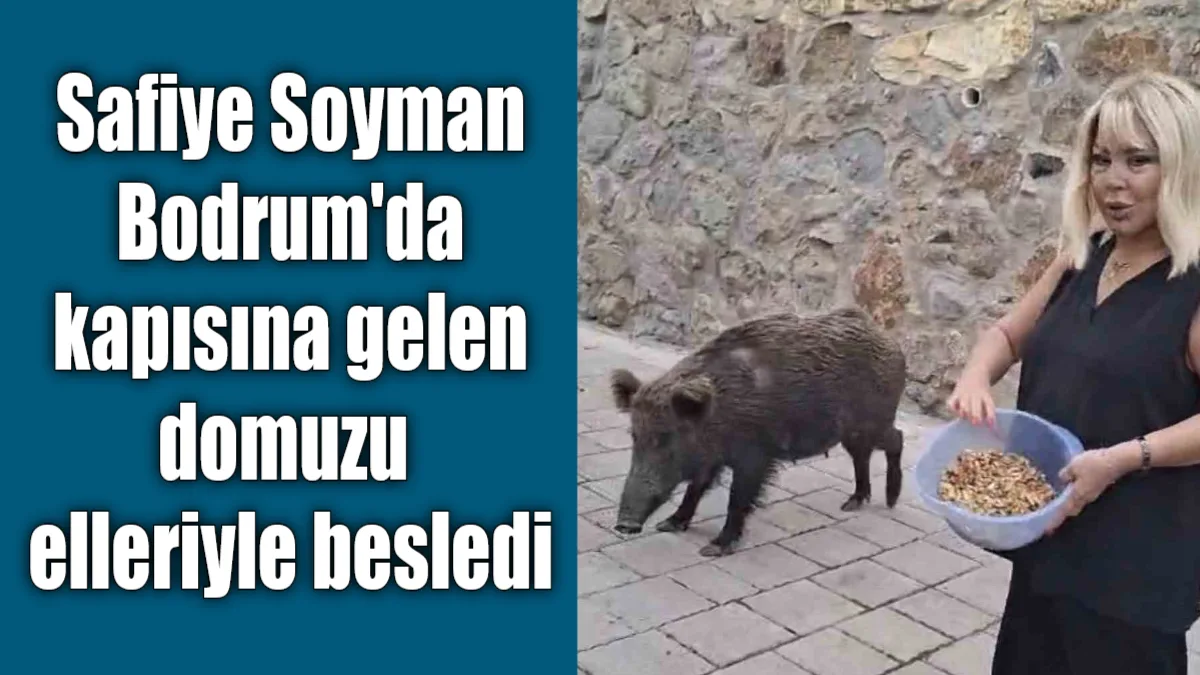 Ünlü sanatçı Safiye Soyman, Bodrum'daki evinin kapısına gelen yaban domuzunu