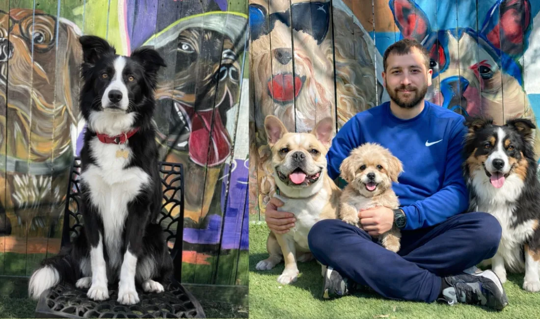 Tatil dönemlerinde evcil hayvan sahiplerinin en büyük endişelerinden biri olan