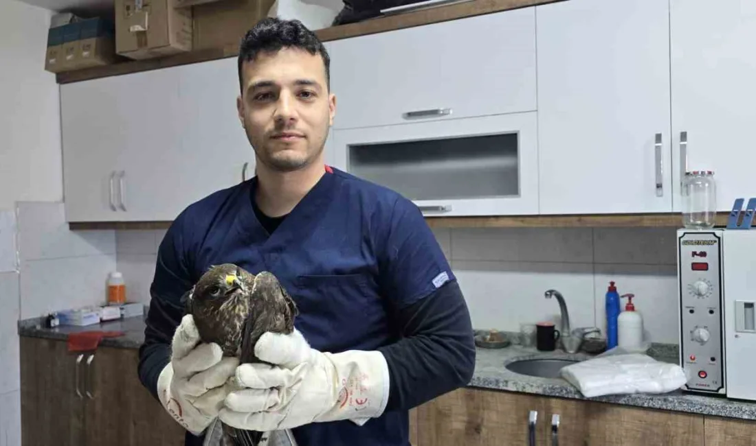 Muğla’nın Seydikemer ilçesinde yaralı halde bulunan şahinin tedavisine başlandı.