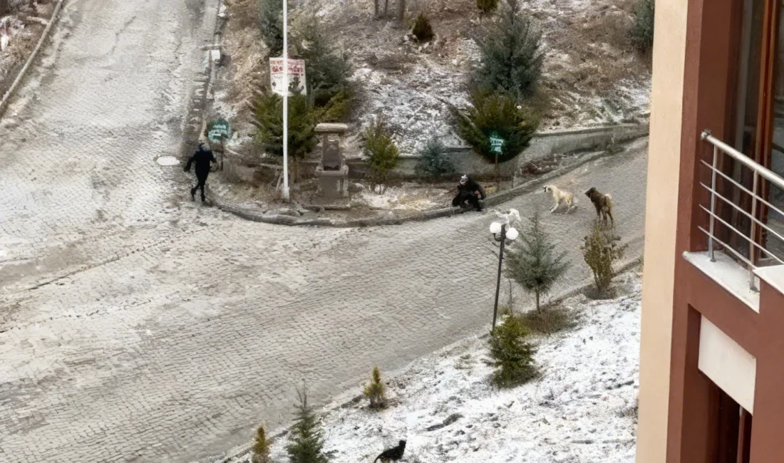 Kastamonu’da öğrencilere ve bir kadına saldıran sokak köpekleri mahallede korku