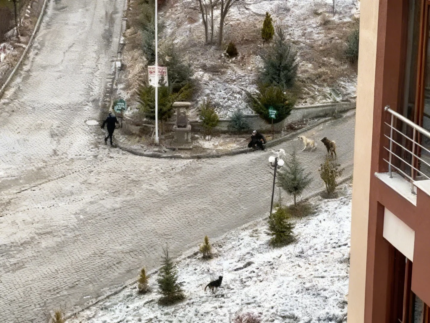 Kastamonu’da öğrencilere ve bir kadına saldıran sokak köpekleri mahallede korku