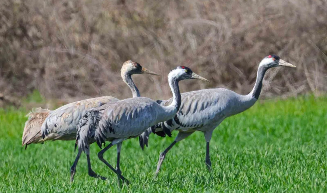 Tokat’ın Erbaa ilçesinde baharın habercisi olarak bilinen ve nadir görülen