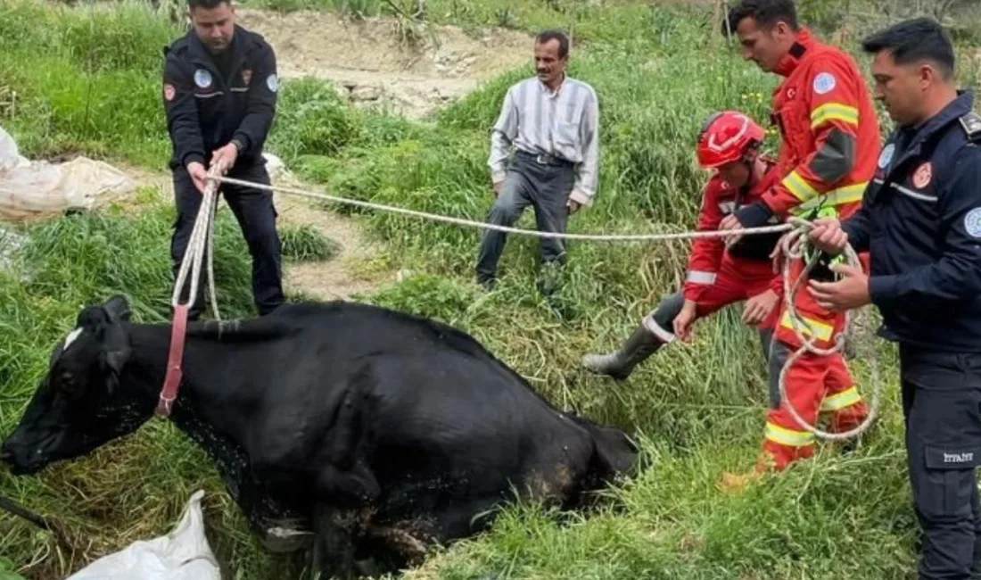 Muğla’nın Seydikemer ilçesinde otlamak için arığa giren ve geri çıkamayan