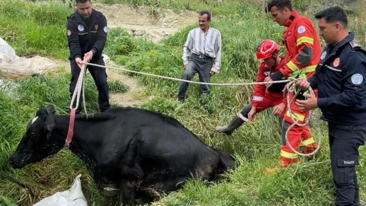 Muğla’nın Seydikemer ilçesinde otlamak için arığa giren ve geri çıkamayan