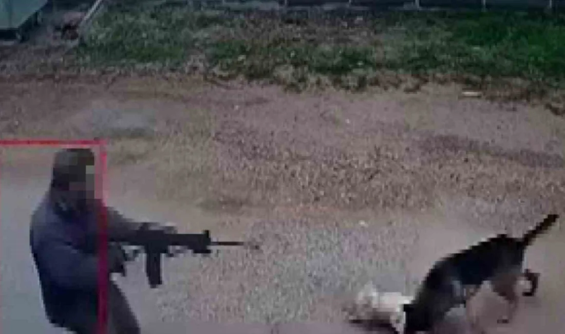 Antalya Kepez'de kavga eden köpeklerden birini pompalı tüfekle acımasızca öldüren