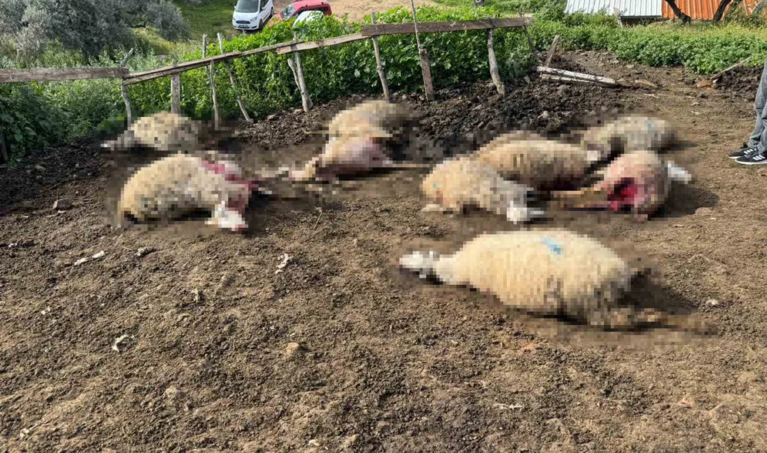 ydın'ın Çine ilçesinde aç kalan kurtların bir ahıra girmesi sonucu