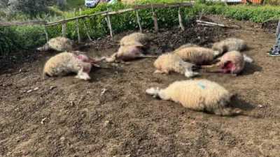 ydın'ın Çine ilçesinde aç kalan kurtların bir ahıra girmesi sonucu