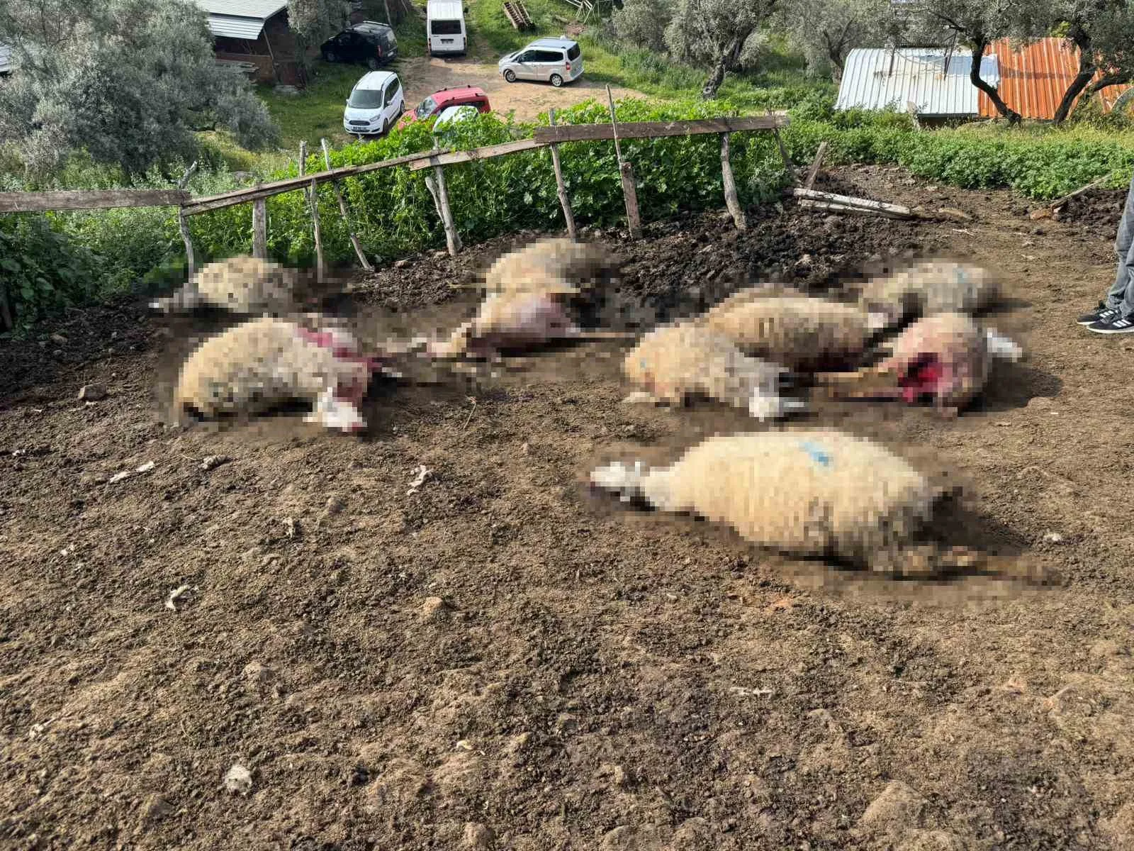 ydın'ın Çine ilçesinde aç kalan kurtların bir ahıra girmesi sonucu