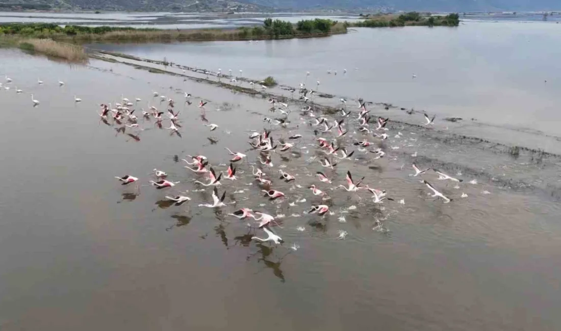 Aydın'da sağanak sonrası taşan Büyük Menderes Nehri tarlaları göle çevirirken,