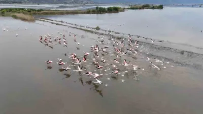 Aydın'da sağanak sonrası taşan Büyük Menderes Nehri tarlaları göle çevirirken,