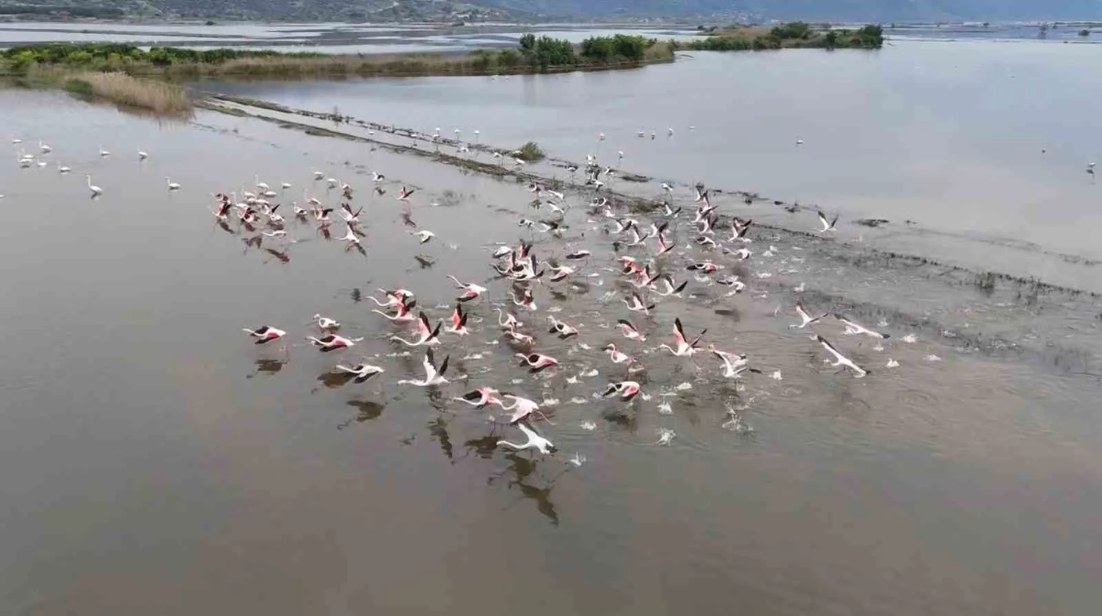 Aydın'da sağanak sonrası taşan Büyük Menderes Nehri tarlaları göle çevirirken,