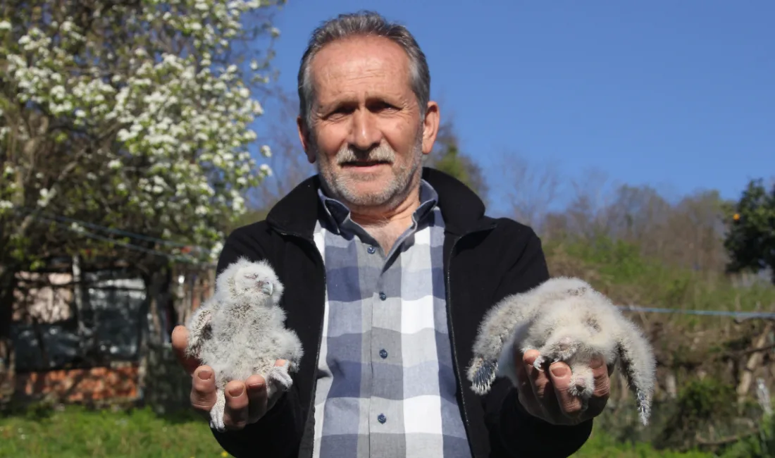 Ordu'nun Perşembe ilçesinde Atilla Karakaya, 20 yıldır ambarını paylaştığı baykuş