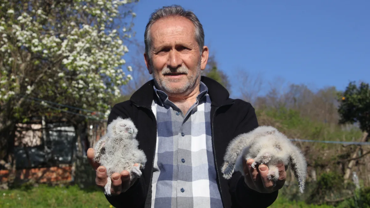 Ordu'nun Perşembe ilçesinde Atilla Karakaya, 20 yıldır ambarını paylaştığı baykuş