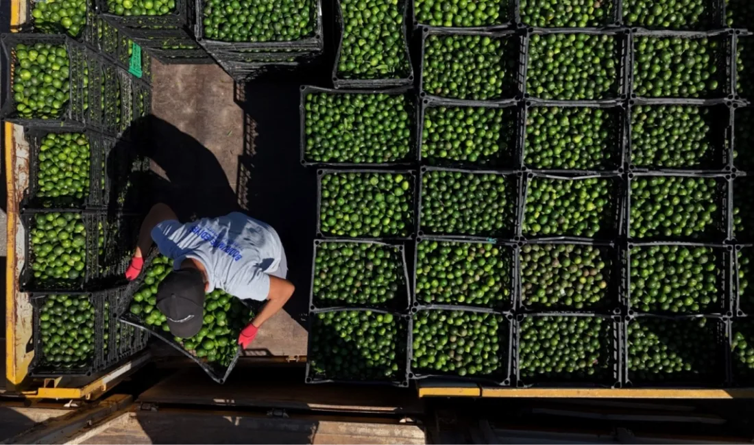  Bodrum Belediyesi’nin yerel üretimi güçlendirme çalışmaları kapsamında mandalin üreticilerine yaklaşık