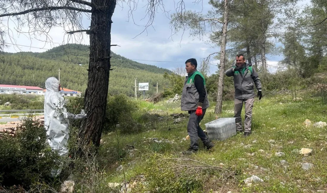 Muğla Orman Bölge Müdürlüğü, çam kese böceğiyle mücadele kapsamında Ula,