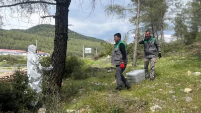 Muğla Orman Bölge Müdürlüğü, çam kese böceğiyle mücadele kapsamında Ula,