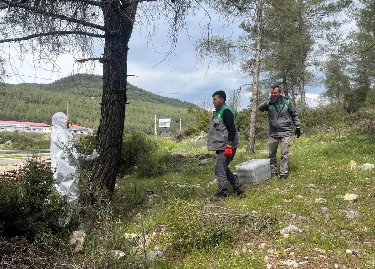 Muğla Orman Bölge Müdürlüğü, çam kese böceğiyle mücadele kapsamında Ula,