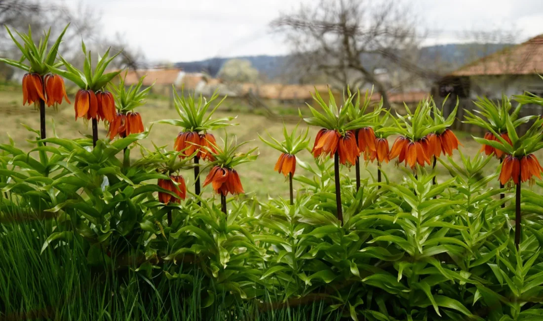 Denizli’de göçmenlerle gelen ve 5 yıl aradan sonra yeniden açan