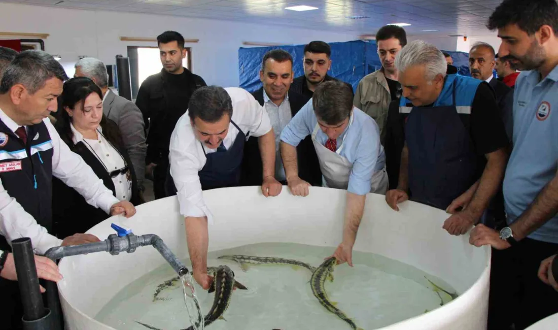 Amasya Yedikır tesislerinde yetiştirilen ve havyarı 2 bin dolara satılan