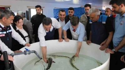 Amasya Yedikır tesislerinde yetiştirilen ve havyarı 2 bin dolara satılan