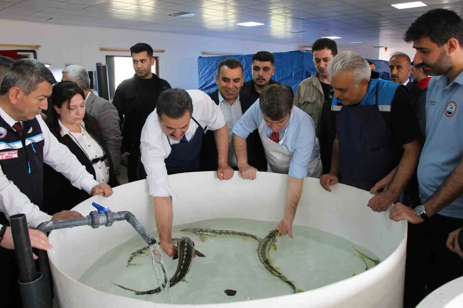Amasya Yedikır tesislerinde yetiştirilen ve havyarı 2 bin dolara satılan