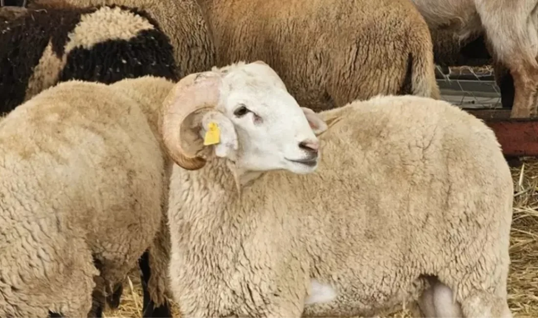 Diyanet İşleri Başkanı Safi Arpaguş, 2026 yılı vekaletle kurban kesim