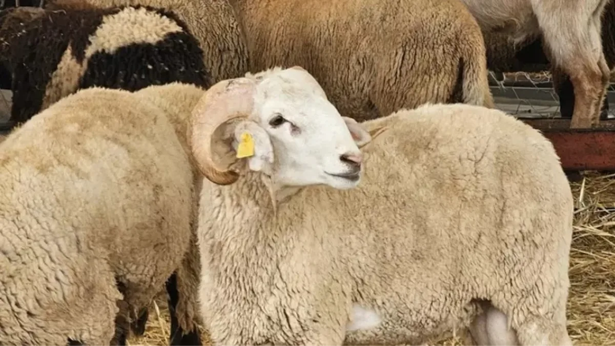 Diyanet İşleri Başkanı Safi Arpaguş, 2026 yılı vekaletle kurban kesim