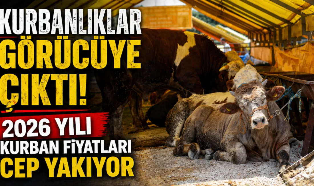 Kurban Bayramı öncesi pazar alanlarında yerini alan kurbanlıklar 85 bin