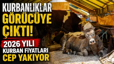 Kurban Bayramı öncesi pazar alanlarında yerini alan kurbanlıklar 85 bin