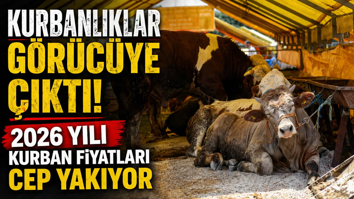 Kurban Bayramı öncesi pazar alanlarında yerini alan kurbanlıklar 85 bin