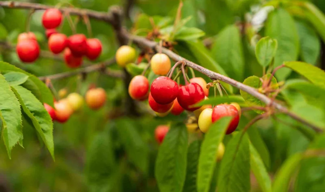 Manisa Şehzadeler'de hasat edilen Kuzey Yarımküre'nin ilk kirazı, düzenlenen açık