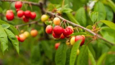 Manisa Şehzadeler'de hasat edilen Kuzey Yarımküre'nin ilk kirazı, düzenlenen açık