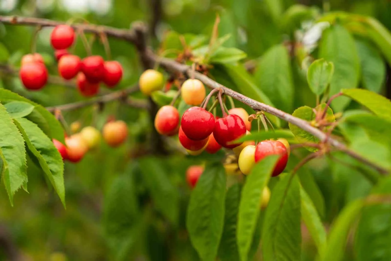 Manisa Şehzadeler'de hasat edilen Kuzey Yarımküre'nin ilk kirazı, düzenlenen açık