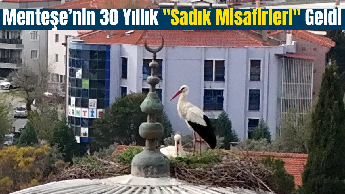 Muğla’nın Menteşe ilçesinde 30 yıldır gelenek bozulmadı; baharın müjdecisi leylekler,