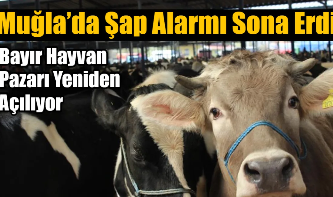 Muğla’da şap hastalığının kontrol altına alınmasının ardından kapatılan Menteşe Bayır