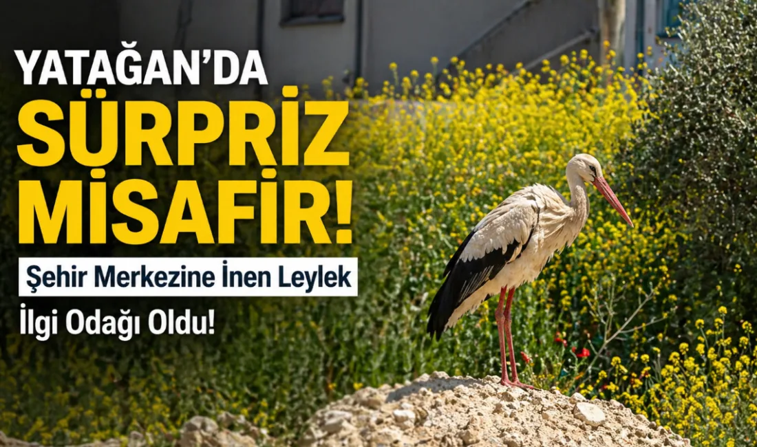 Yatağan Yeni Mahalle’de şehir merkezine inerek sokaklarda tur atan leylek,