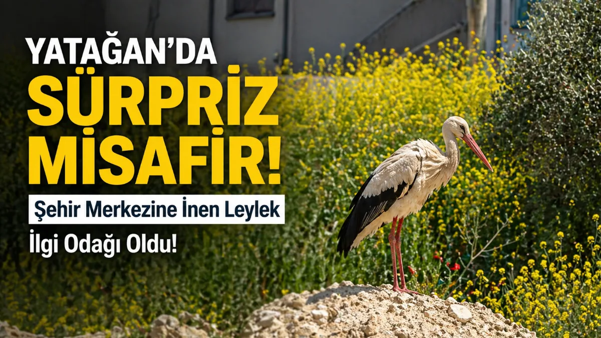 Yatağan Yeni Mahalle’de şehir merkezine inerek sokaklarda tur atan leylek,