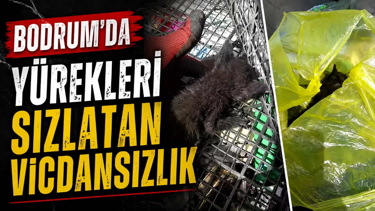 Bodrum'da bir çöp konteynerinde ağzı bağlı poşet içerisinde ölüme terk