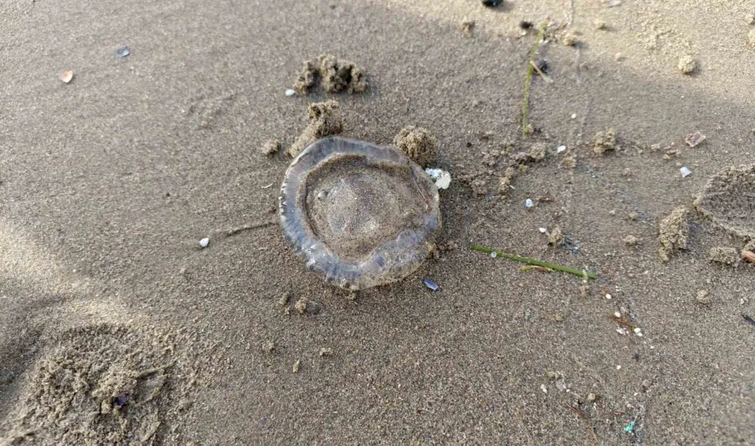 Aydın’ın Kuşadası ve İzmir’in Selçuk ilçeleri arasındaki kıyı şeridinde binlerce
